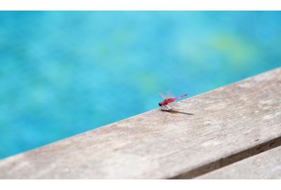 Consigli e suggerimenti per allontanare gli insetti dalla piscina