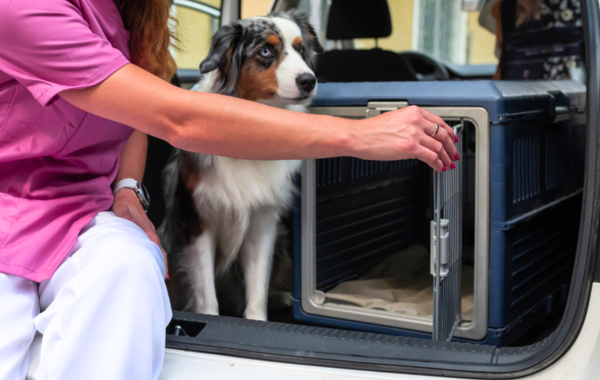 Gabbia Per Cani Auto Gabbia Per Cani Auto