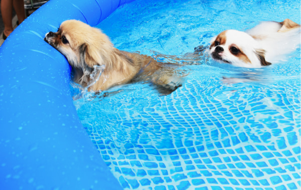 Piscine Per Cani Piscine Per Cani