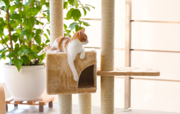 Tiragraffi Gatto