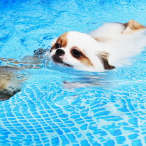 Piscine per cani