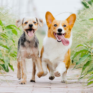 Articoli per animali